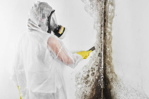 Best Mold Damage Repair  in Gifford, FL