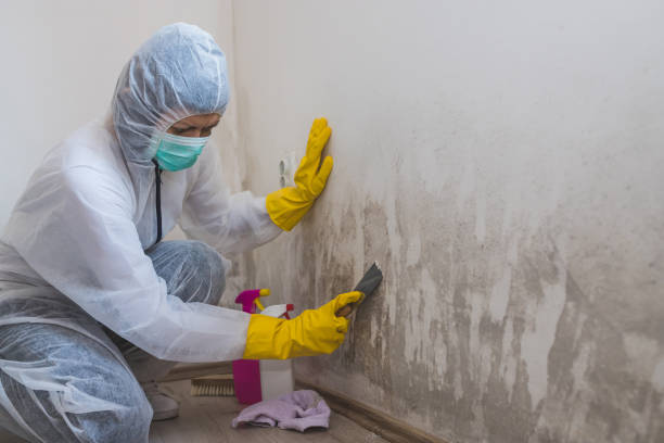 Best Best Mold Removal Companies  in Gifford, FL