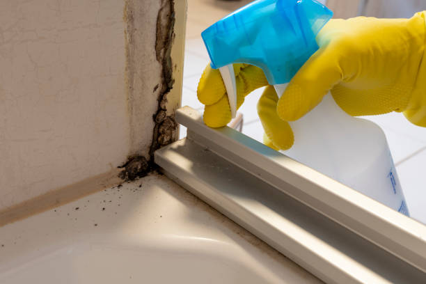Best Office Mold Removal Services  in Gifford, FL