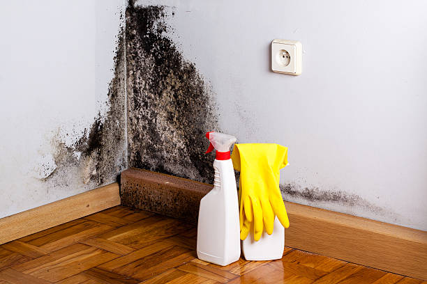 Office Mold Removal Services in Gifford, FL