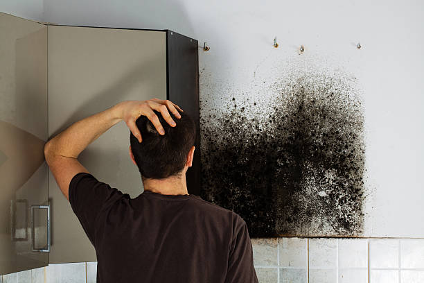 Certified Mold Removal in Gifford, FL