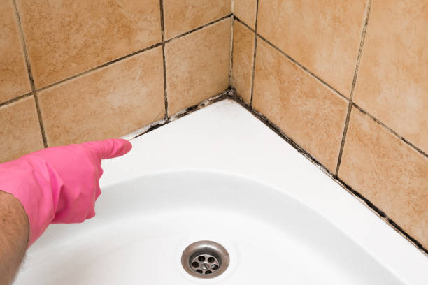 Best Commercial Mold Removal  in Gifford, FL