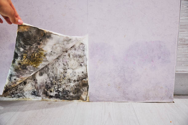 Best Attic Mold Removal  in Gifford, FL